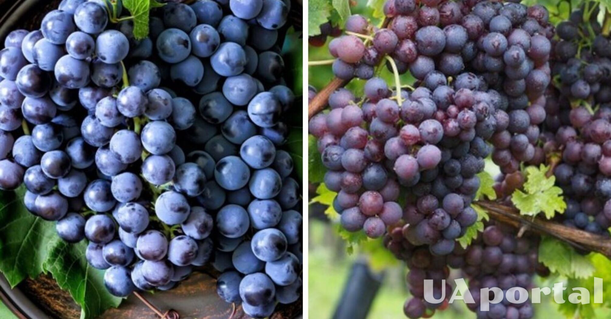 Как удобрять виноград осенью, чтобы вес��ой получить большой урожай –простые советы